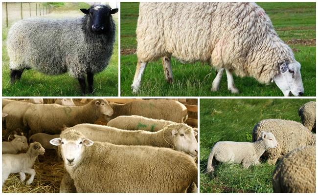 Kuibyshev breed of sheep