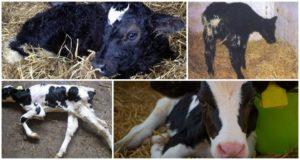 Signs and who is the causative agent of colibacillosis in calves, treatment and prevention