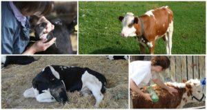 Causes and symptoms of colic in a calf, what to do for treatment