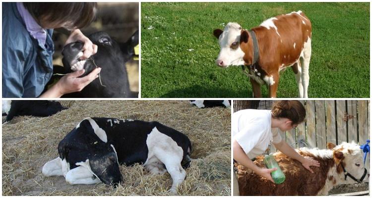 feeding calves