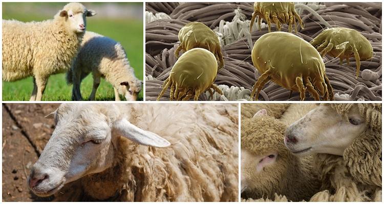 tiques chez les moutons