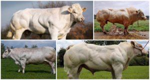 Description et caractéristiques des vaches bleues belges, leur contenu