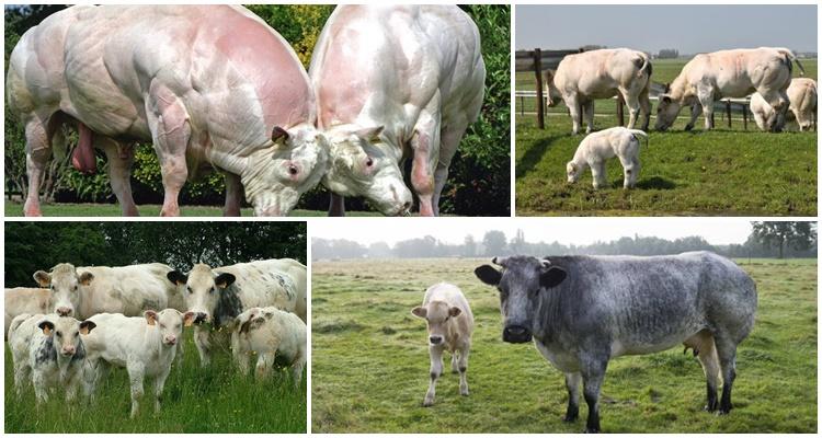 Belgian blue cow