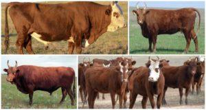 Causes and signs of traumatic reticulitis in cattle, treatment and prevention