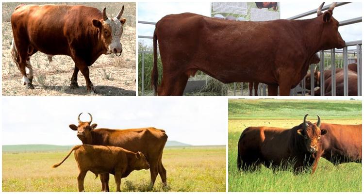 Kalmyk breed of cows