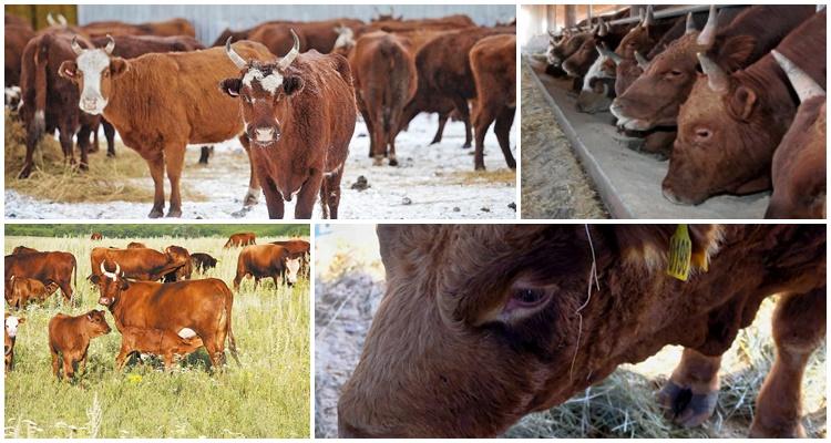 Kalmyk breed of cows