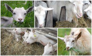 Lebih baik memberi makan kambing di rumah supaya lebih banyak susu