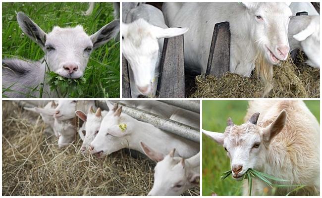 FEEDING GOATS