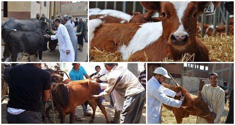 tratamiento de vacas