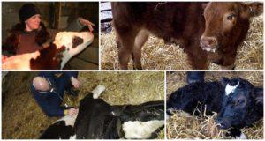 Causes and symptoms of bronchopneumonia in calves, treatment regimens and prevention