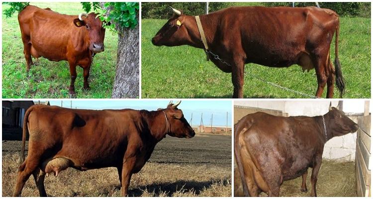 Krasnogorbatovskaya breed of cows