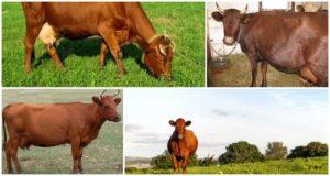 Description and characteristics of cows of the Krasnogorbatov breed, their content