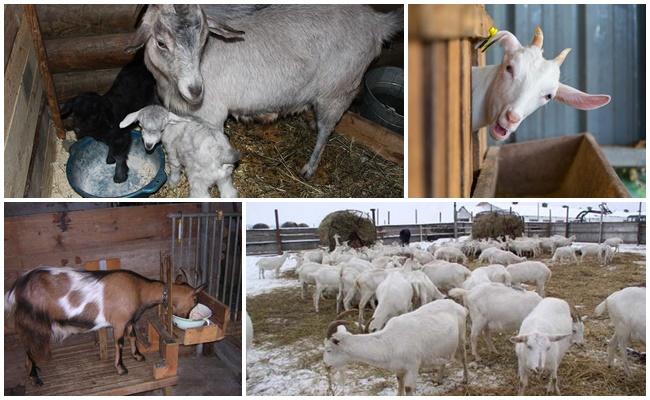 FEEDING GOATS