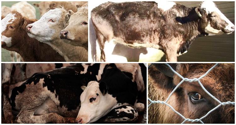 leptospirosis in cattle