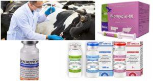 Signs and diagnosis of clostridiosis in cattle, treatment and prevention