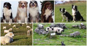 Description of the top 11 best dog breeds that graze sheep and how to choose a puppy