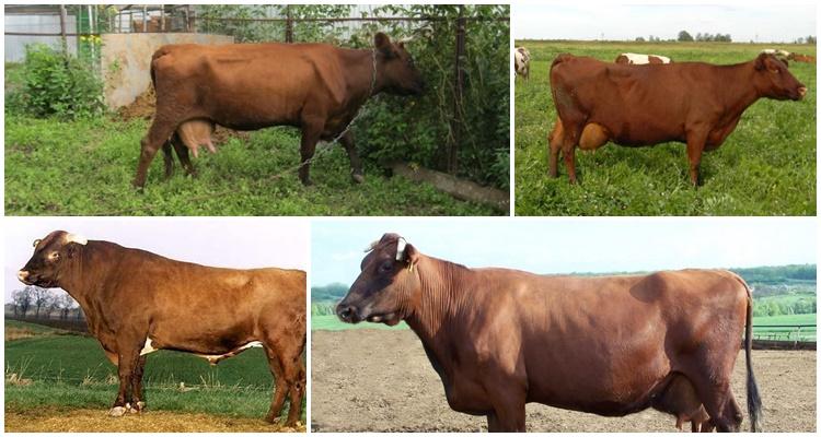 bestuzhevskaya breed of cows