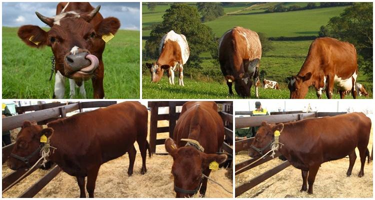 bestuzhevskaya breed of cows