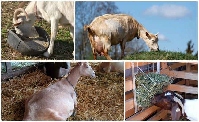 ALIMENTACIÓN DE LAS CABRAS