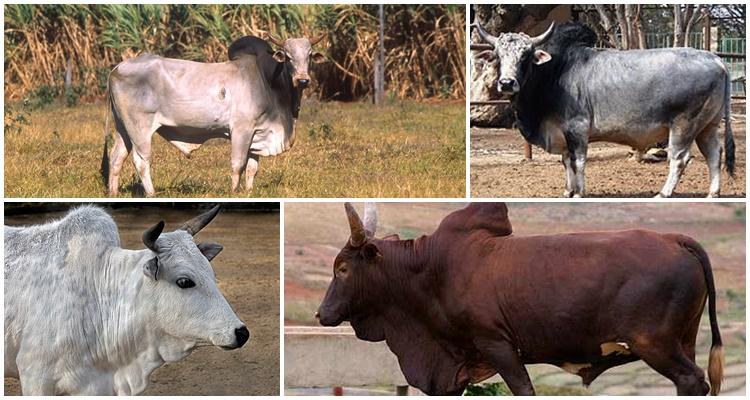 zebu animal