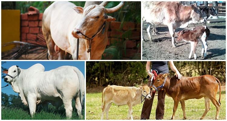 zebu animal