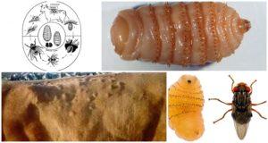 Symptoms and treatment of hypodermatosis in cattle, preventive treatments