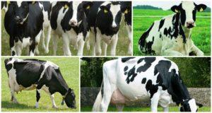 History and description of the Dutch breed of cows, their characteristics and content