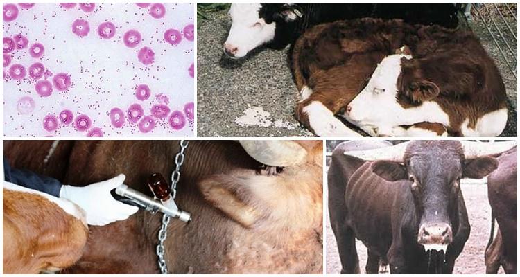 Pasteurellosis of calves