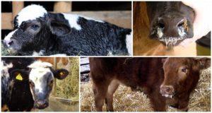 Description and symptoms of diseases of calves, their treatment at home