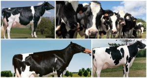 Popis a charakteristika krav Holstein-Friesian, jejich obsah