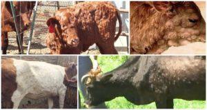 Symptoms and diagnosis of lumpy skin disease, cattle treatment and prevention