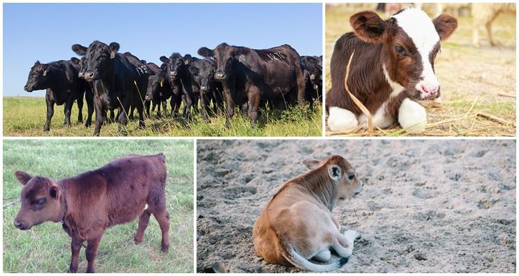 ¿Por qué los terneros comen tierra?