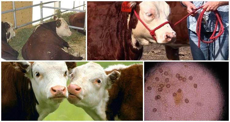 emeriosis of cattle