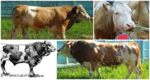 Description and characteristics of cows of the Sychevsk breed, the rules for their maintenance