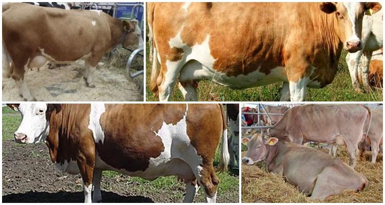 Sychevskaya breed of cows