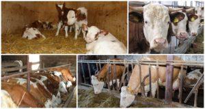 What is the reason and what to do if the cow eats hay poorly after calving and treatment