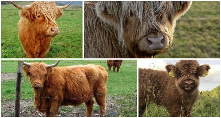 dwarf cows