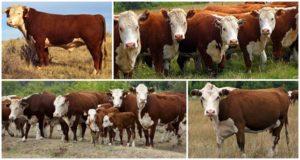 Characteristics of Kazakh white-headed cows, advantages and disadvantages of the breed