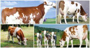 Description and characteristics of Montbeliard cows, their content