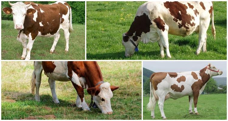 monbéliard breed of cows