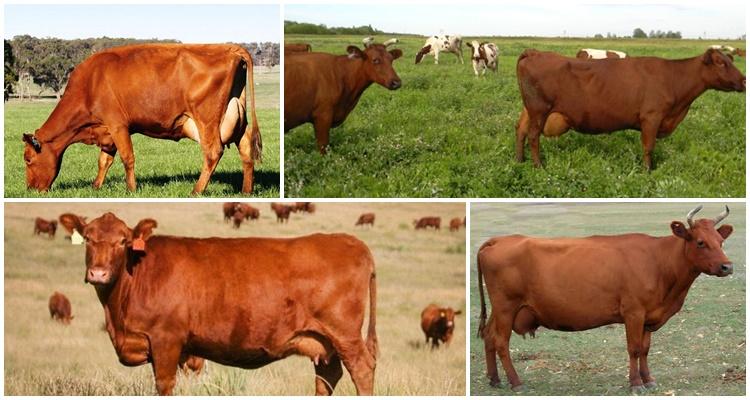 red steppe breed of cows