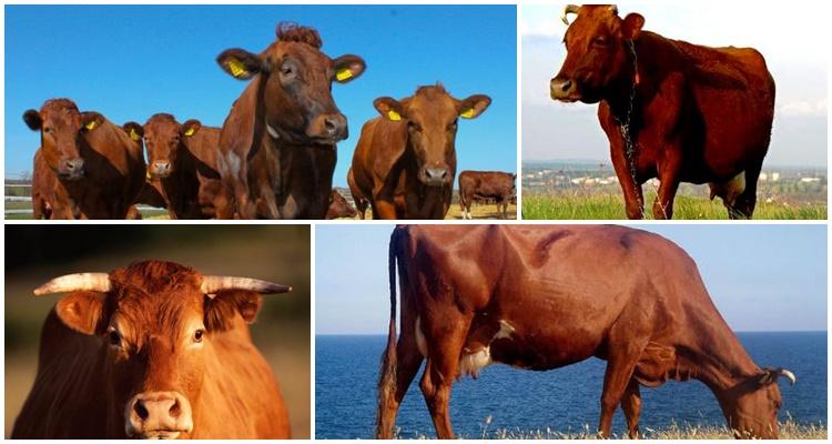 1. Les vaches ne produisent pas beaucoup de viande.