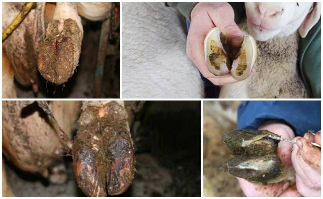 hoof rot of sheep