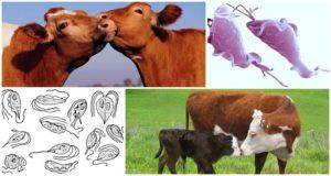 Causes and symptoms of trichomoniasis in cattle, treatment and is it dangerous for humans