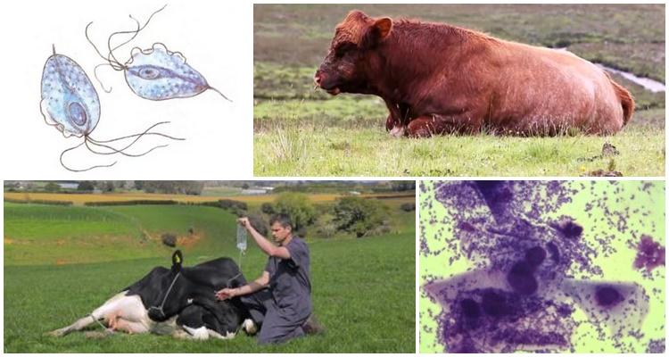 trichomoniasis in cattle