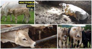 Description and characteristics of the Kostroma breed of cows, conditions of detention