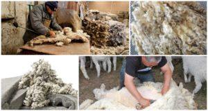 What can be made from sheep wool, types and classification of fibers