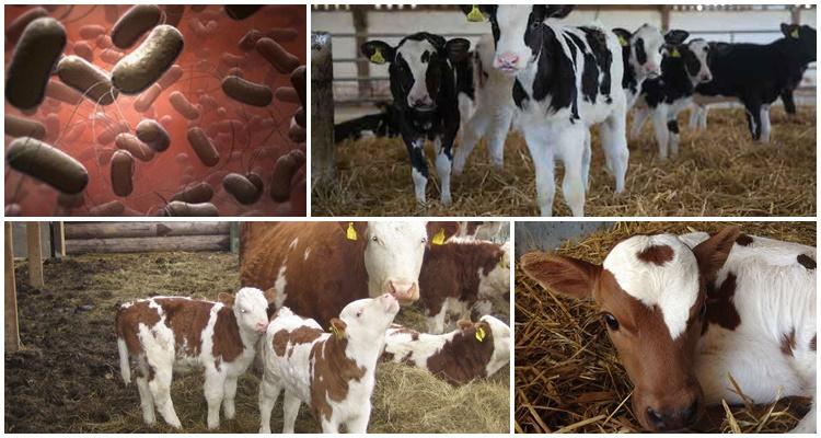 salmonellosis of calves