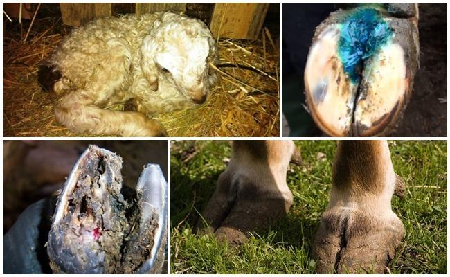 hoof rot of sheep