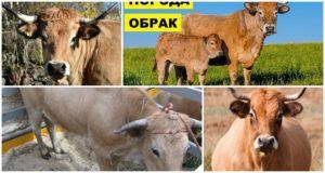 Description and characteristics of obrak cows, rules for their maintenance